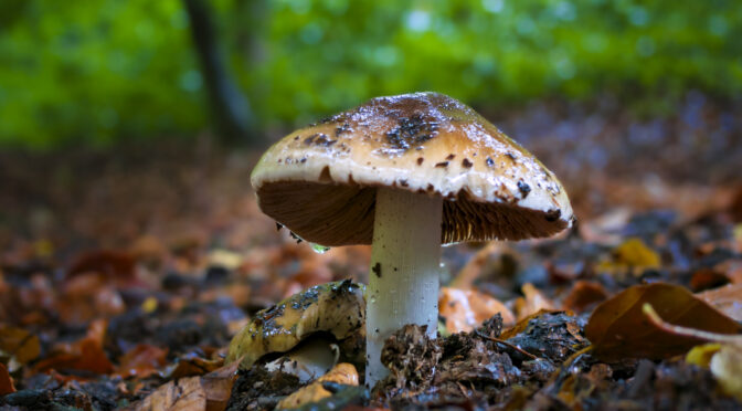 Image of a mushroom in the forest floor. "Forest Floor Fantasy Hat" by Hauke Musicaloris @ Flicker CC BY 2.0